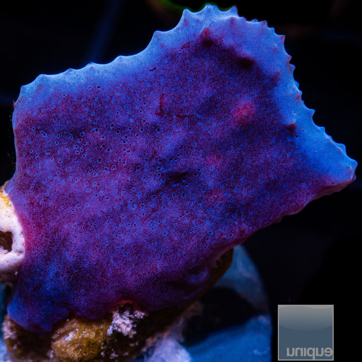 UC Blue Plating Sponge 59 26.JPG