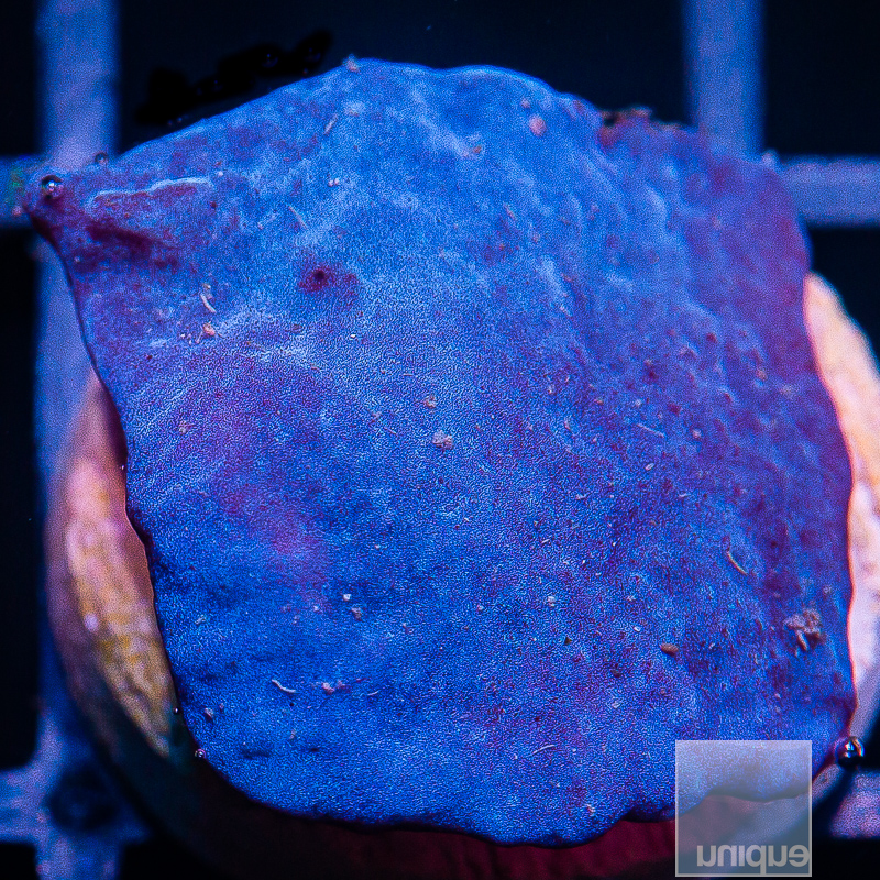 UC Blue Plating Sponge 59 34.JPG