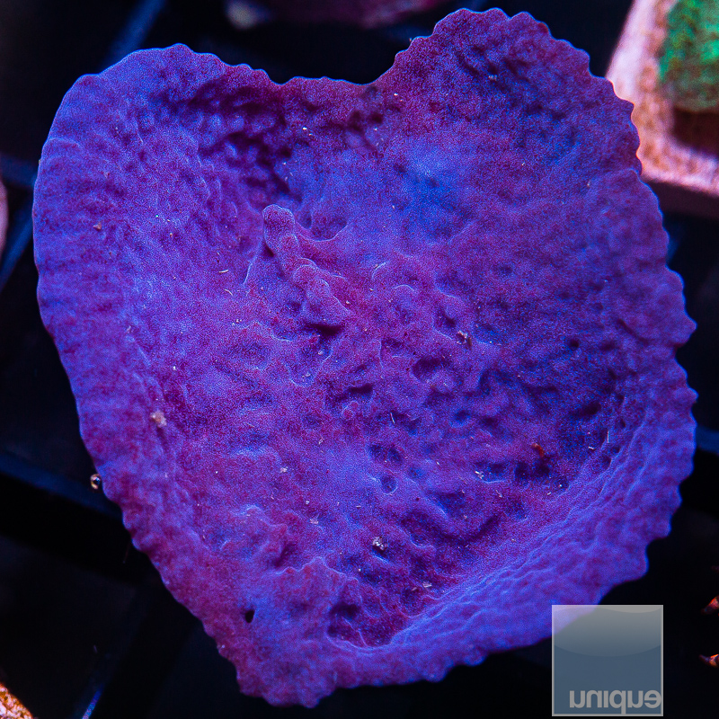 UC Blue Plating Sponge 59 45.JPG