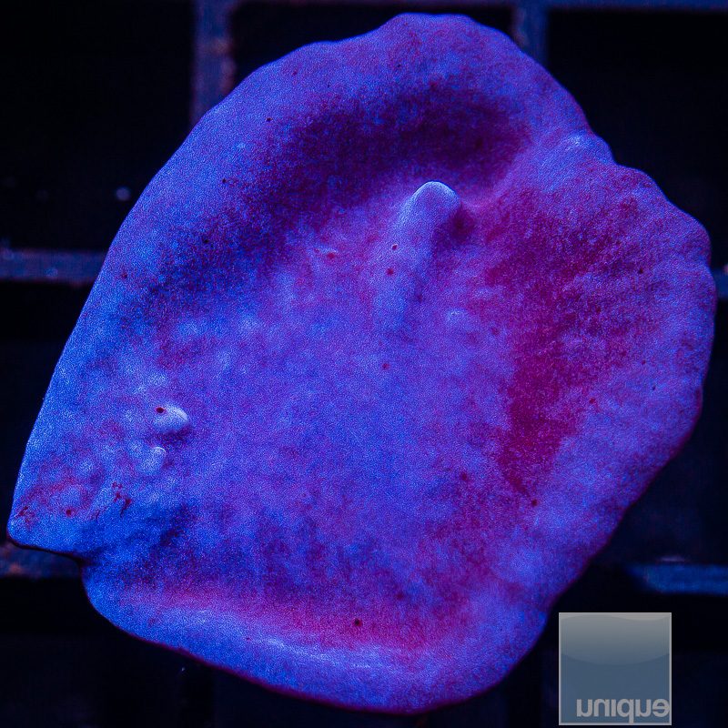 UC Blue Plating Sponge 69 36.JPG