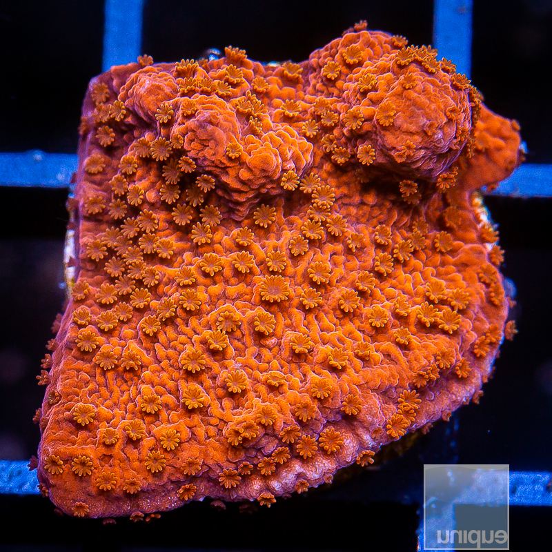 UC Burning Ember Montipora 79 46.JPG