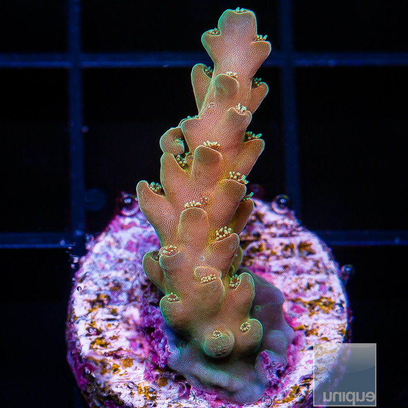 UC Cherry Blossom Acropora 79 56.JPG