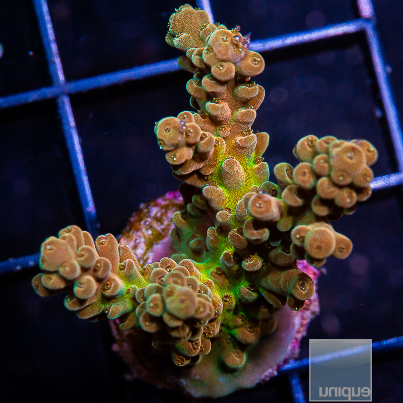 UC Cherry Blossom Acropora 89 46 (1).JPG