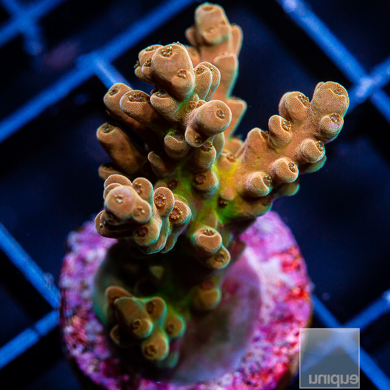 UC Cherry Blossom Acropora 89 46 (2).JPG