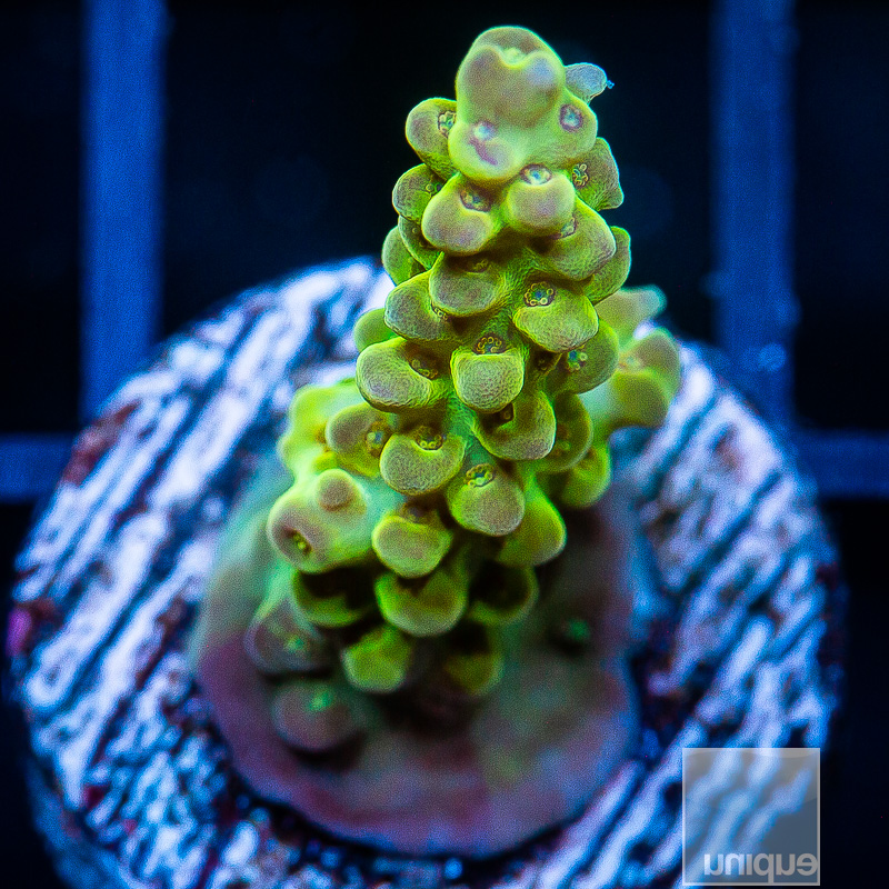 UC Chile Verde Acropora 299 140.JPG