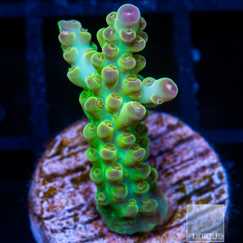 UC Chile Verde Acropora 299 188 (1).JPG