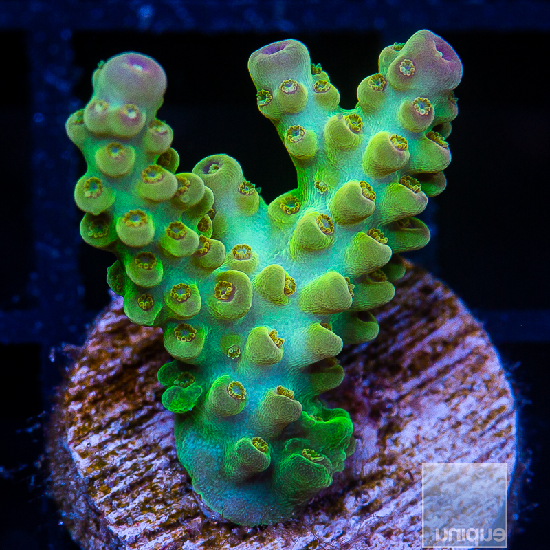 UC Chile Verde Acropora 299 205.JPG