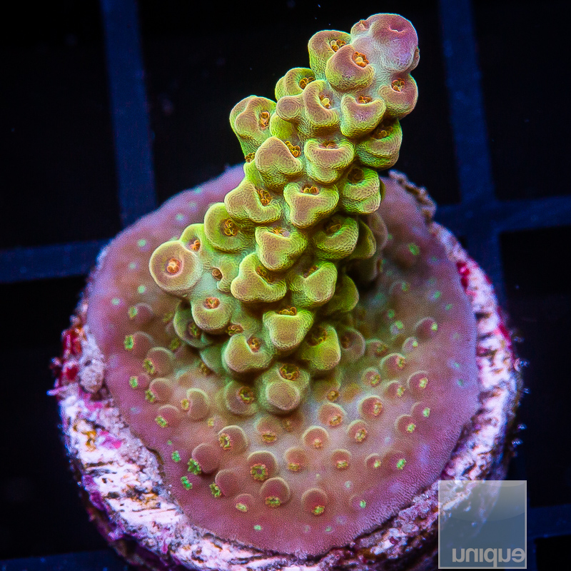 UC Chile Verde Acropora 99 56.JPG