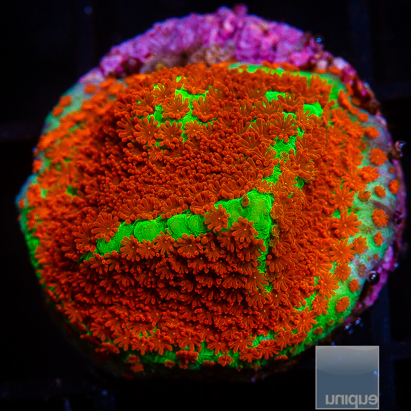 UC Chili Pepper Montipora 59 26.JPG