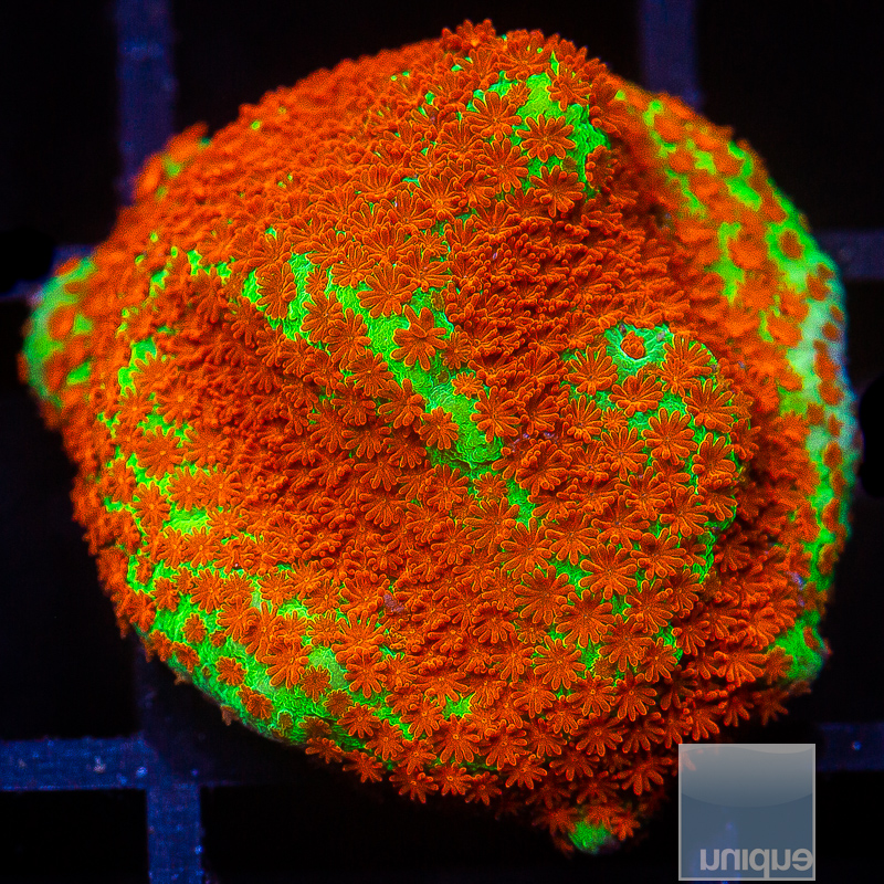 UC Chili Pepper Montipora 59 26.JPG