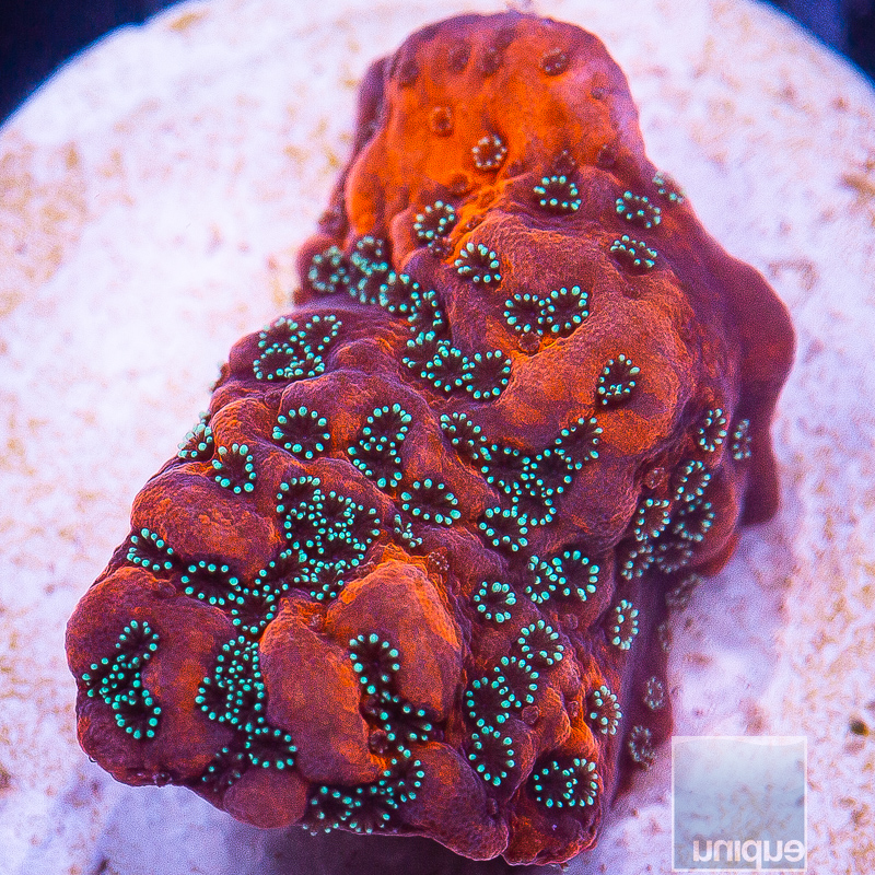 UC Chrome Montipora 79 36.JPG