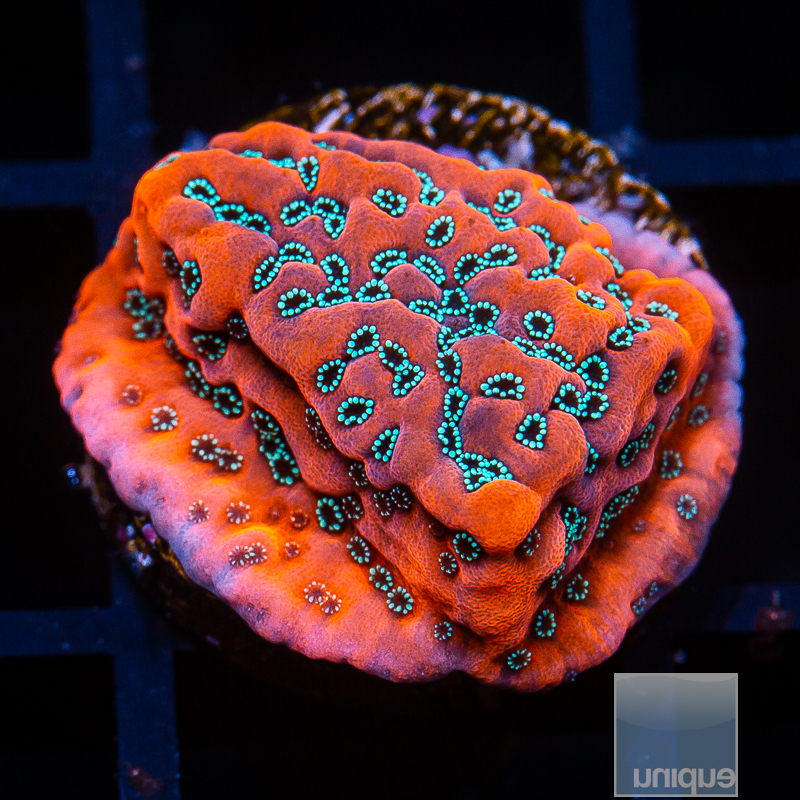 UC Chrome Montipora 79 46.JPG