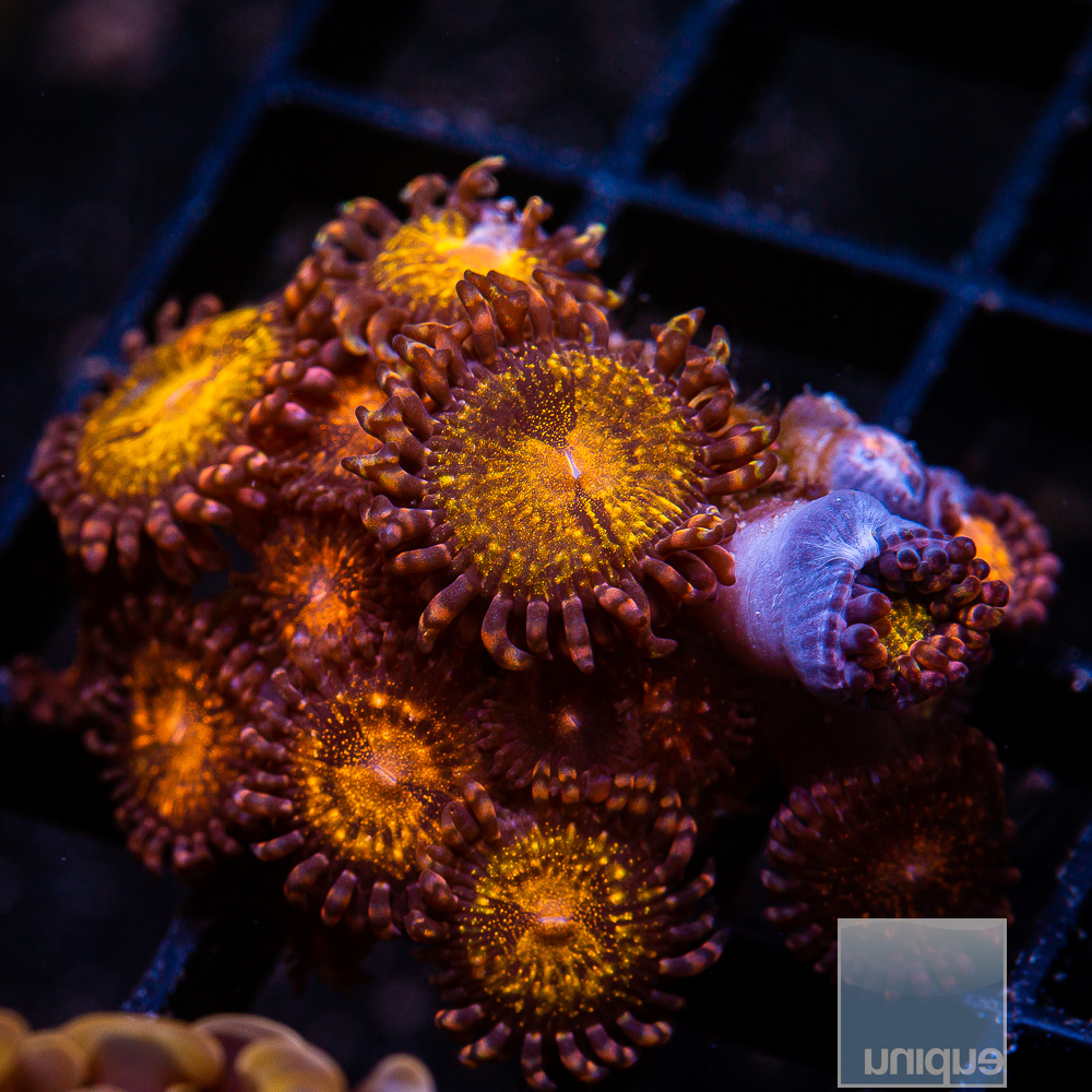 UC Cinnamon Apple Zoanthid 139 55.JPG