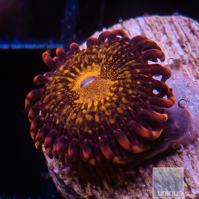 UC Cinnamon Apple Zoanthid 15 8.JPG