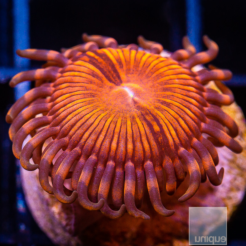 UC Cinnamon Apple Zoanthid 24 10.JPG