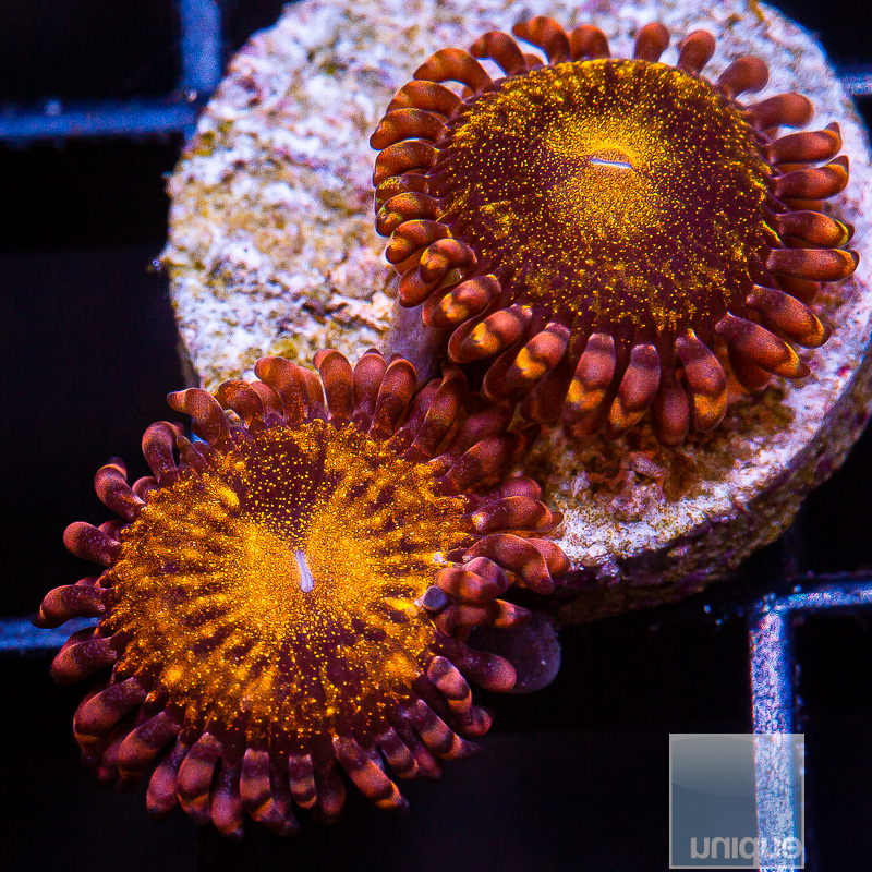 UC Cinnamon Apple Zoanthid 29 10.JPG