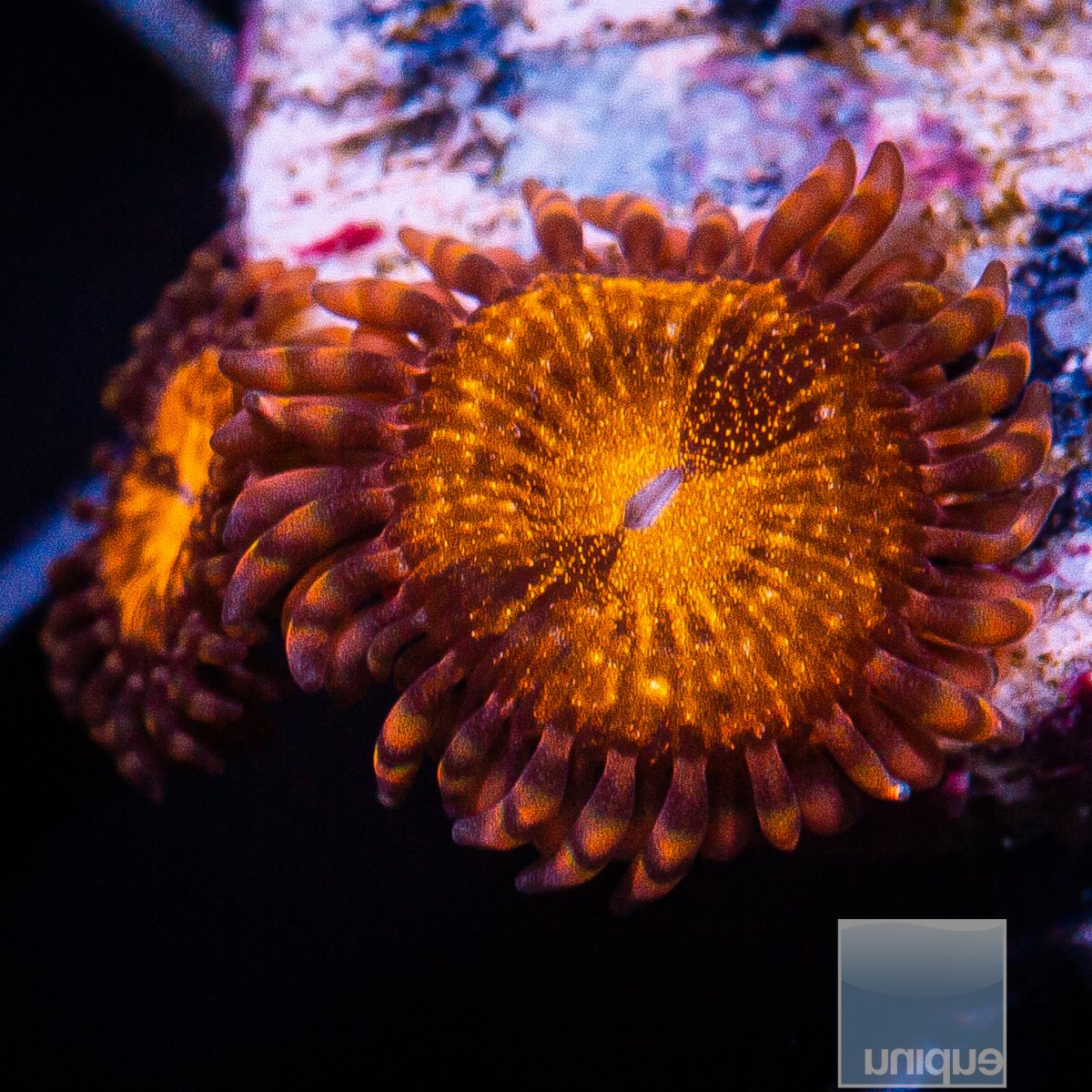 UC Cinnamon Apple Zoanthid 29 16.JPG