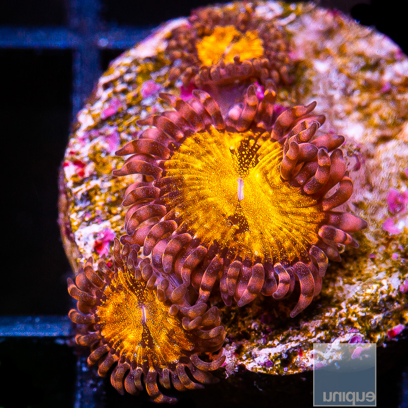 UC Cinnamon Apple Zoanthid 45 26.JPG