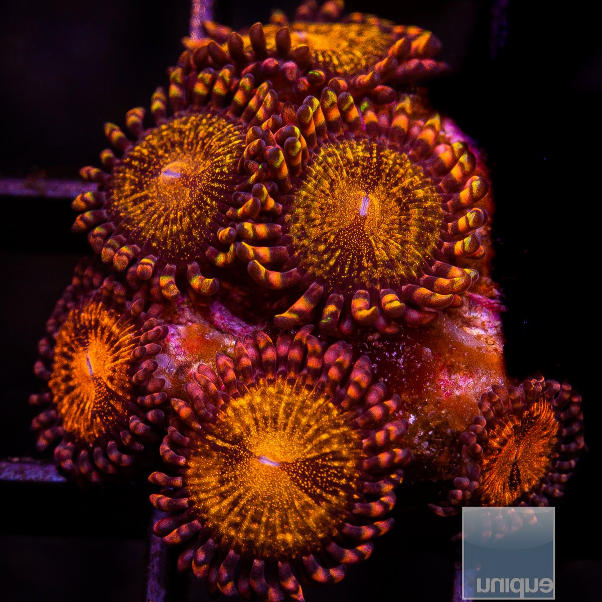 UC Cinnamon Apple Zoanthid 54 26.JPG