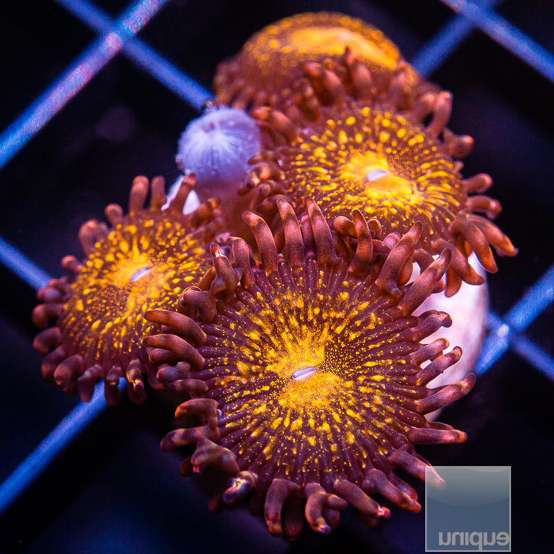 UC Cinnamon Apple Zoanthid 59 15.JPG