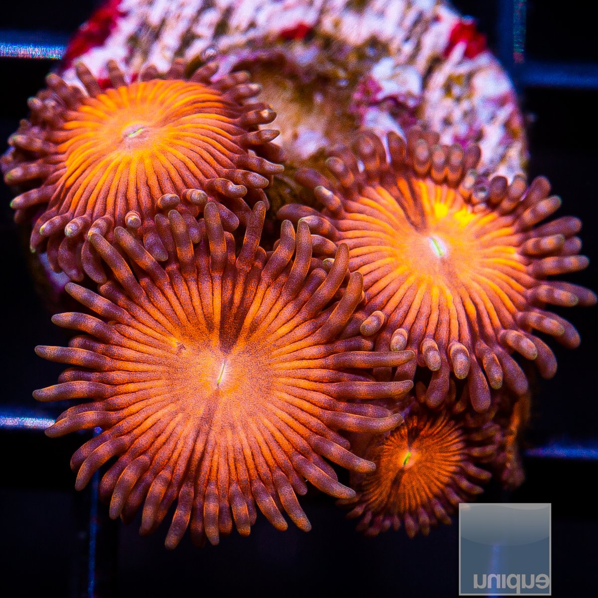 UC Cinnamon Apple Zoanthid 59 32.JPG