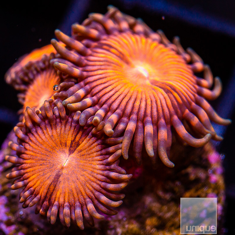 UC Cinnamon Apple Zoanthid 59 36.JPG