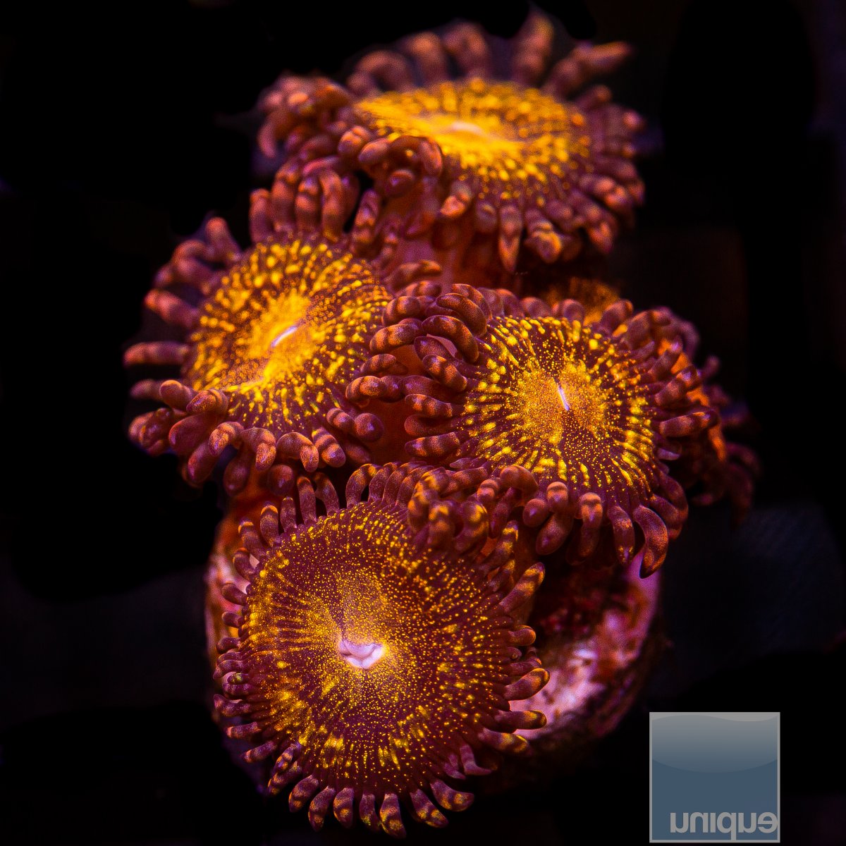 UC Cinnamon Apple Zoanthid 59 36.JPG