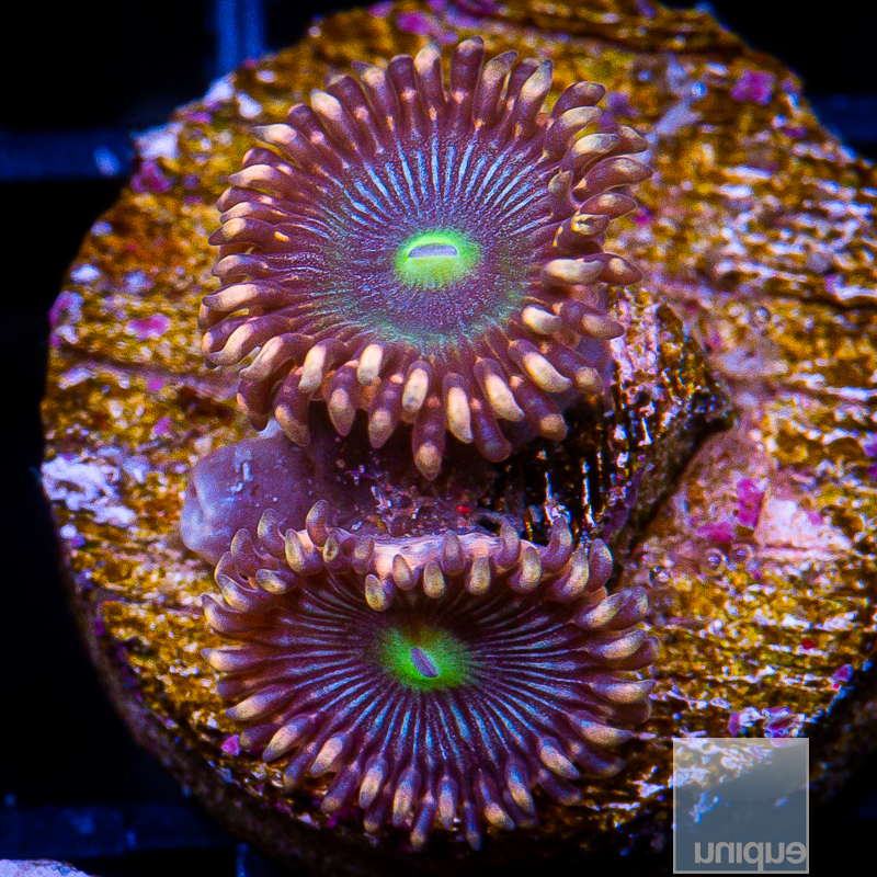 UC Circus Smirkus Zoanthid 59 35.JPG