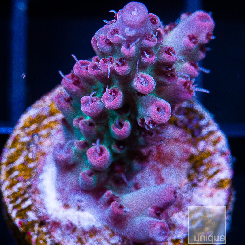 uc clevinger acropora 69 46.jpeg