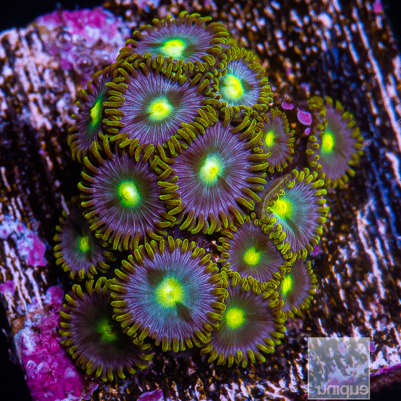 UC Cookie Monster Zoanthid 129 60.JPG