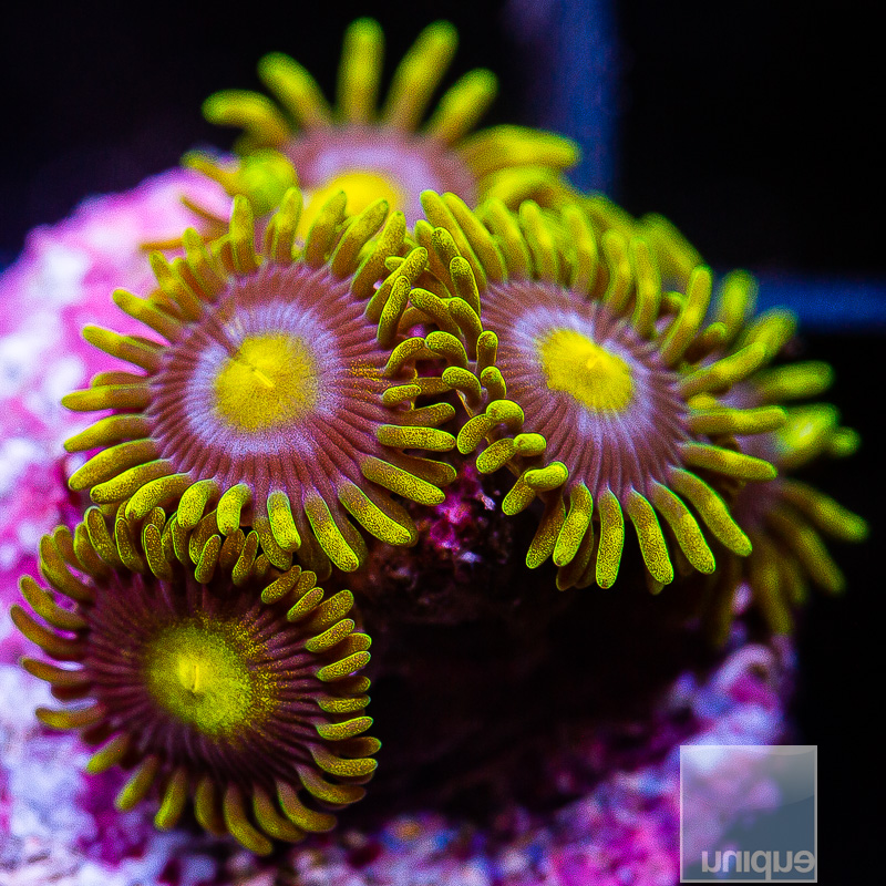 UC Cookie Monster Zoanthid 39 21.JPG