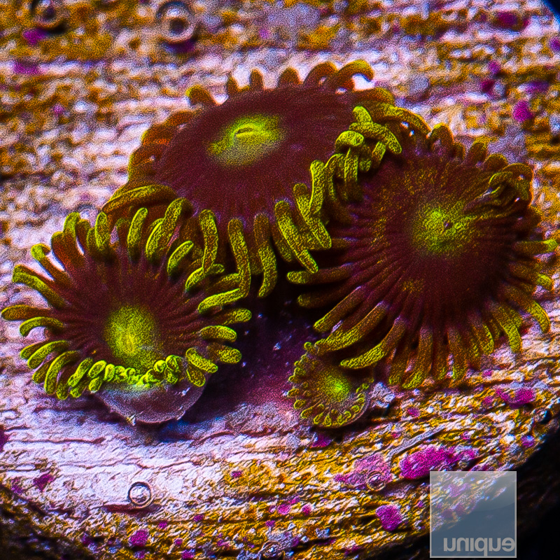 UC Cookie Monster Zoanthid 39 26.JPG