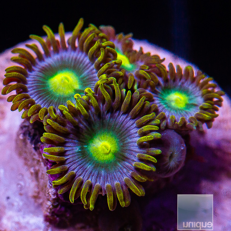 UC Cookie Monster Zoanthid 44 18.JPG