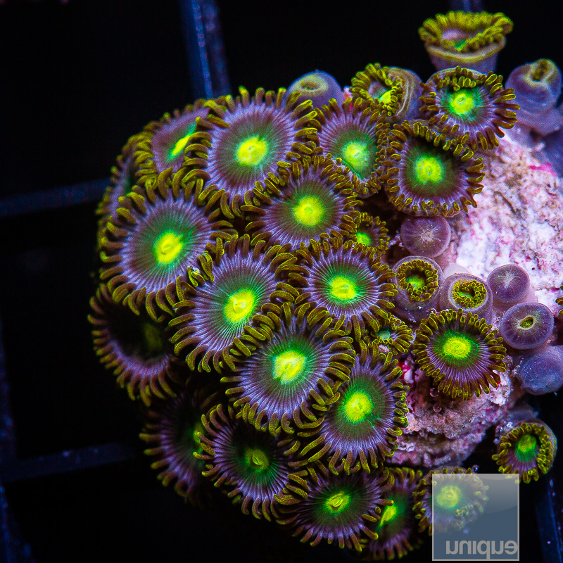 UC Cookie Monster Zoanthid Colony 129 56.JPG