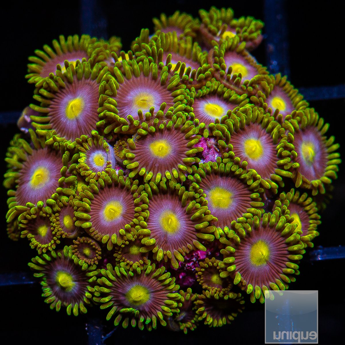 UC Cookie Monster Zoanthid growout 199 111.JPG