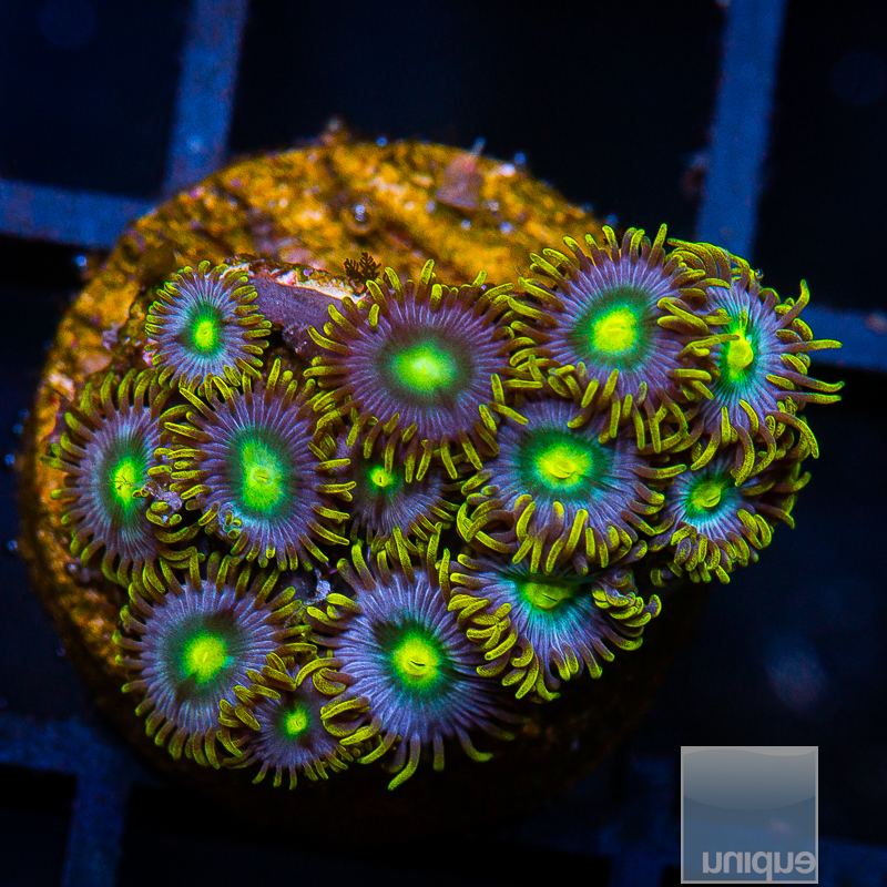 UC Cookie Monster Zoanthids 59 27.JPG