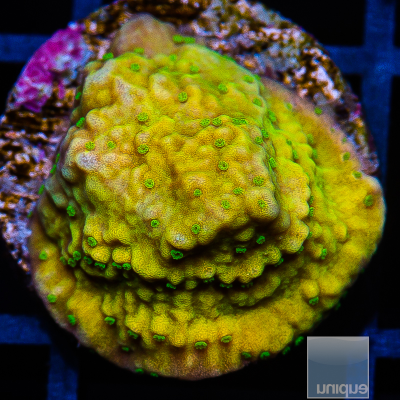 UC Electric Melon Montipora 39 26.JPG