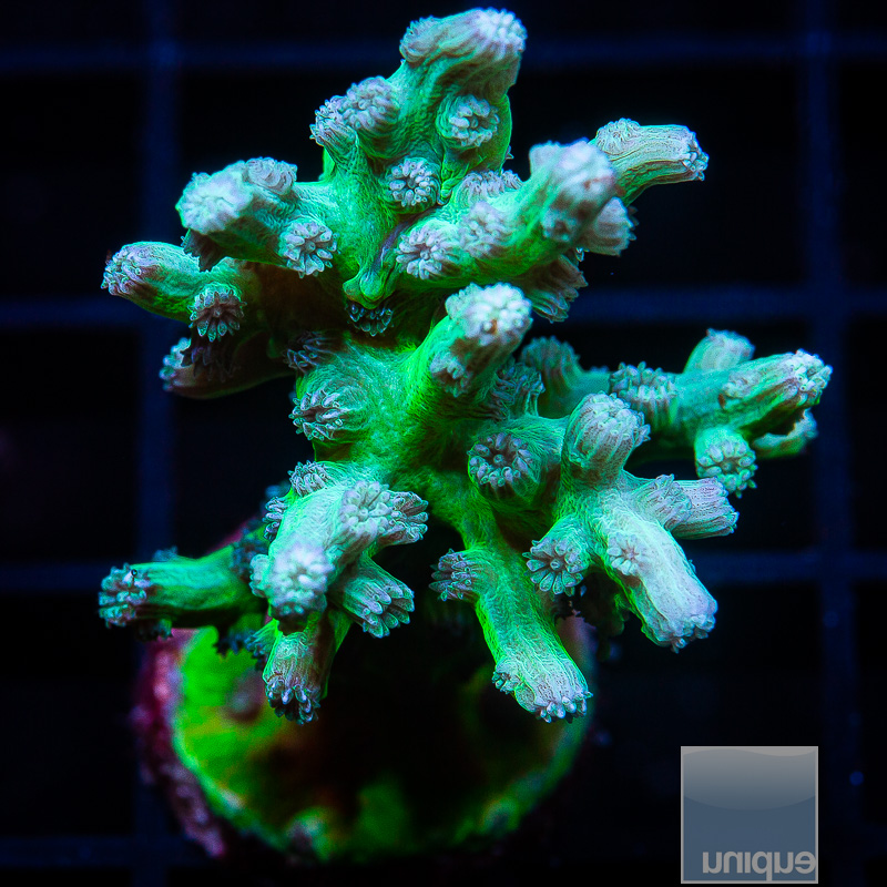 UC Eternal Branching Cyphastrea 119 72.JPG