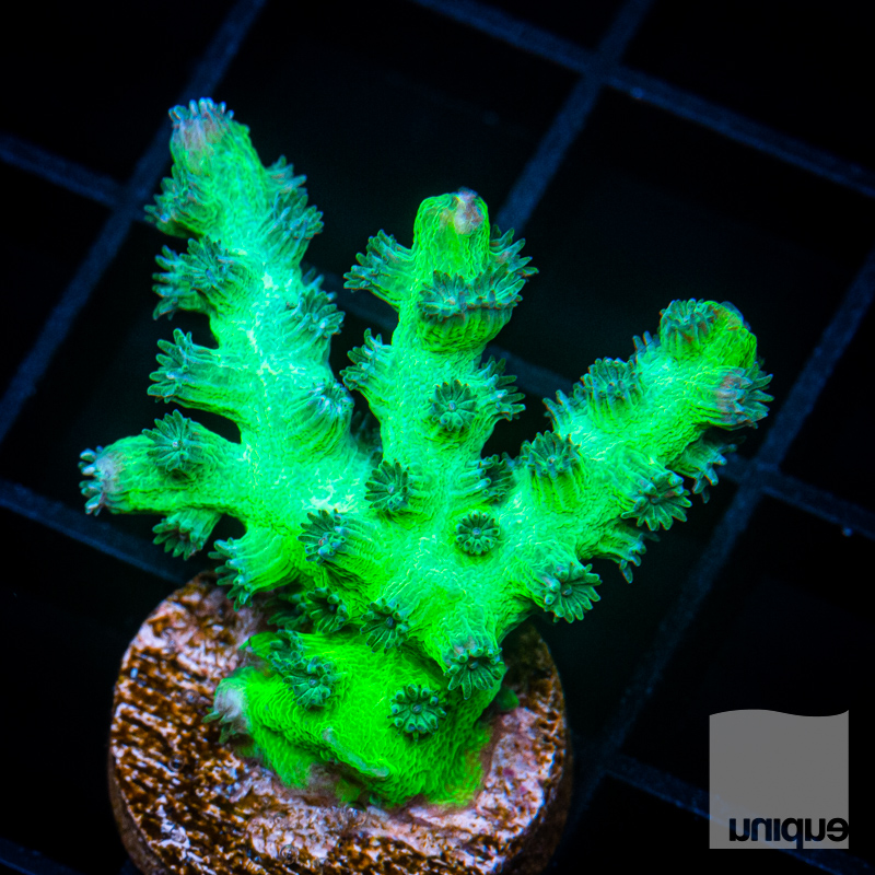 UC Eternal Branching Cyphastrea 119 78.jpg