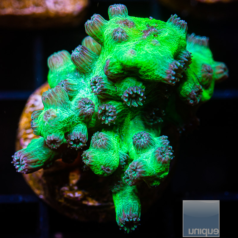 UC Eternal Branching Cyphastrea 79 45.JPG