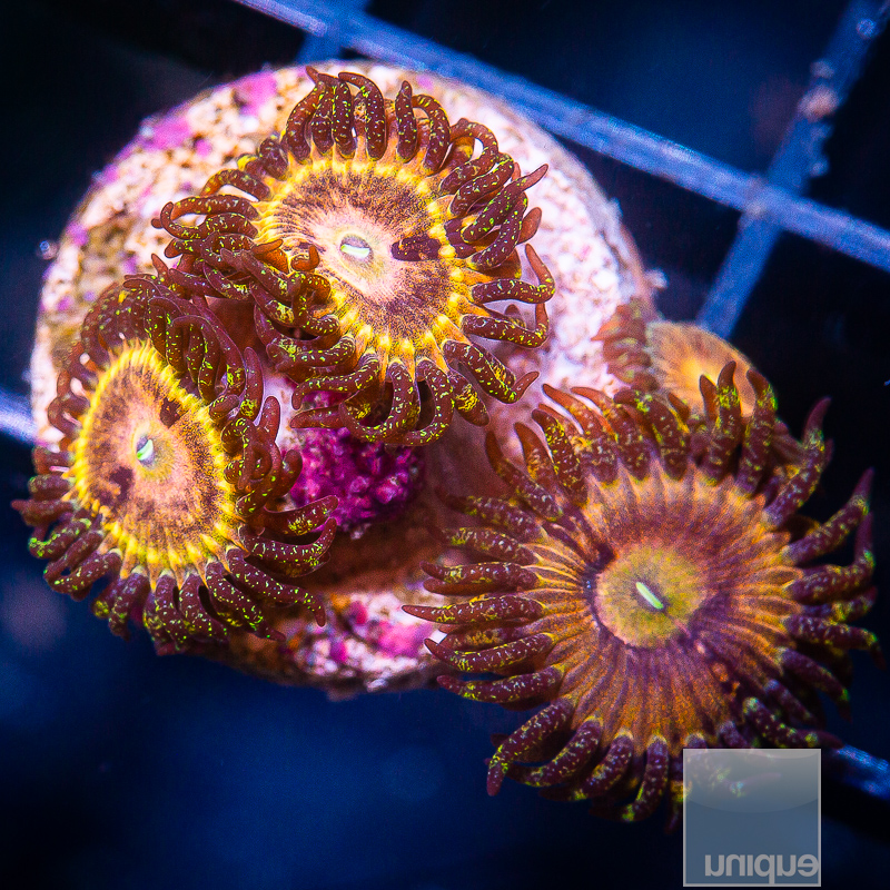 UC Fallen Icarus Zoanthid 119 82.JPG