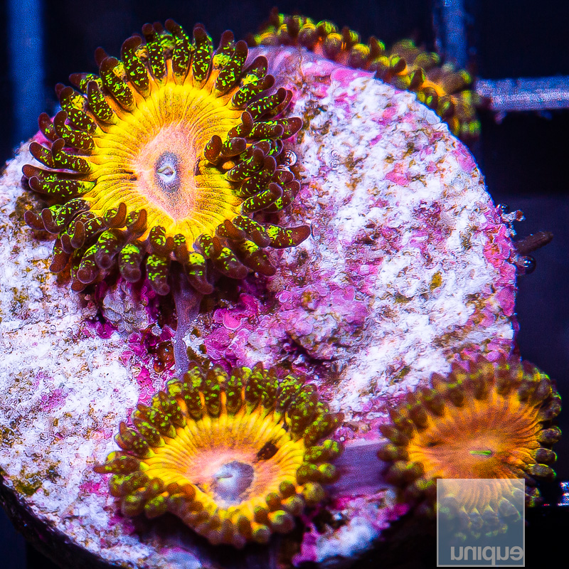 UC Fallen Icarus Zoanthid 129 65.JPG