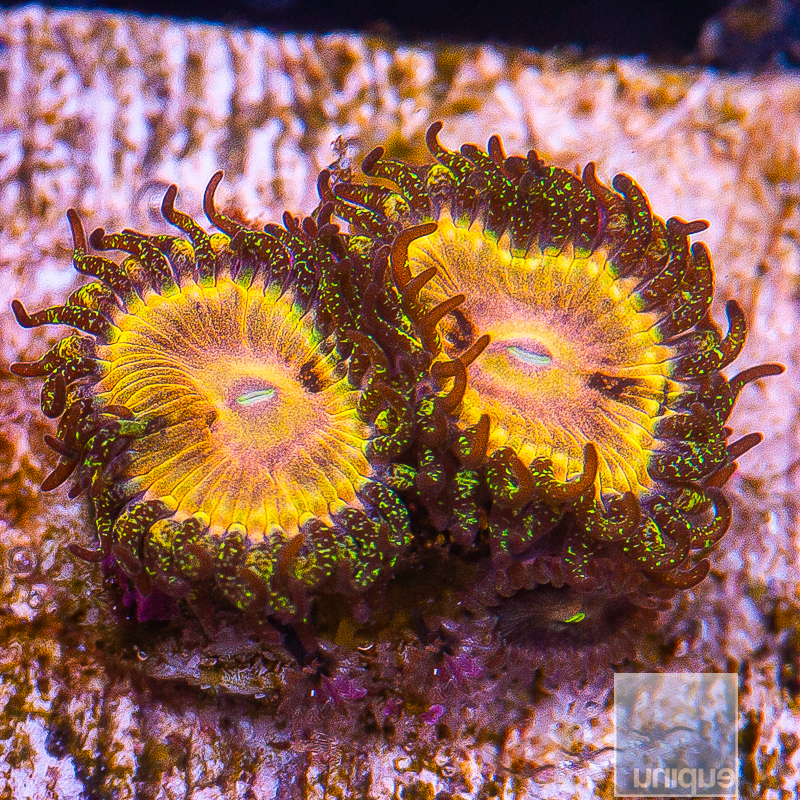 UC Fallen Icarus Zoanthid 139 65.JPG