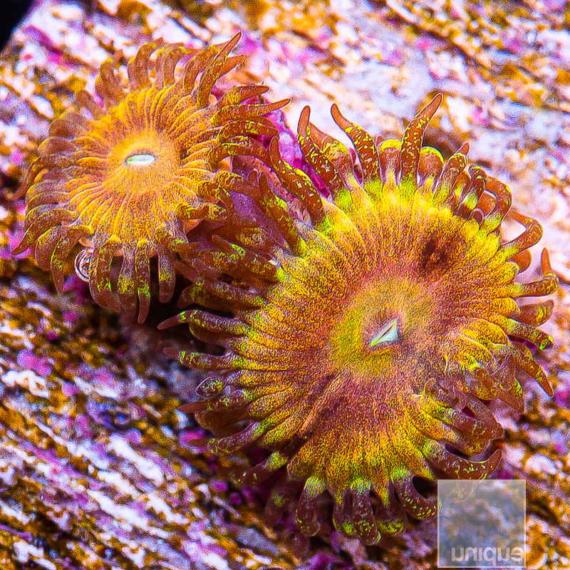 UC Fallen Icarus Zoanthid 139 84.JPG