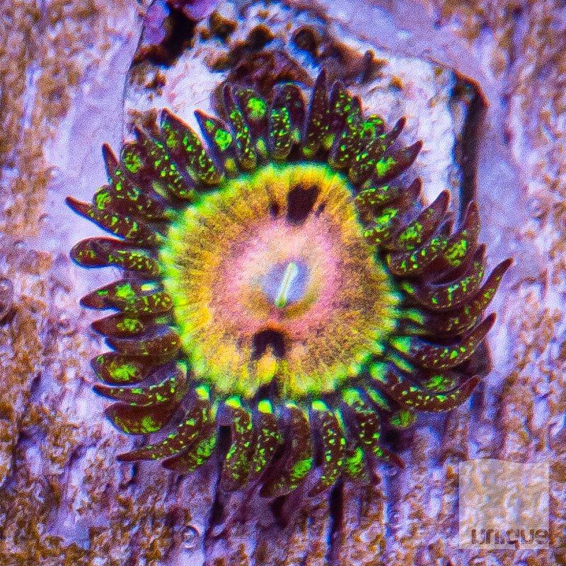 UC Fallen Icarus Zoanthid 149 89.jpg