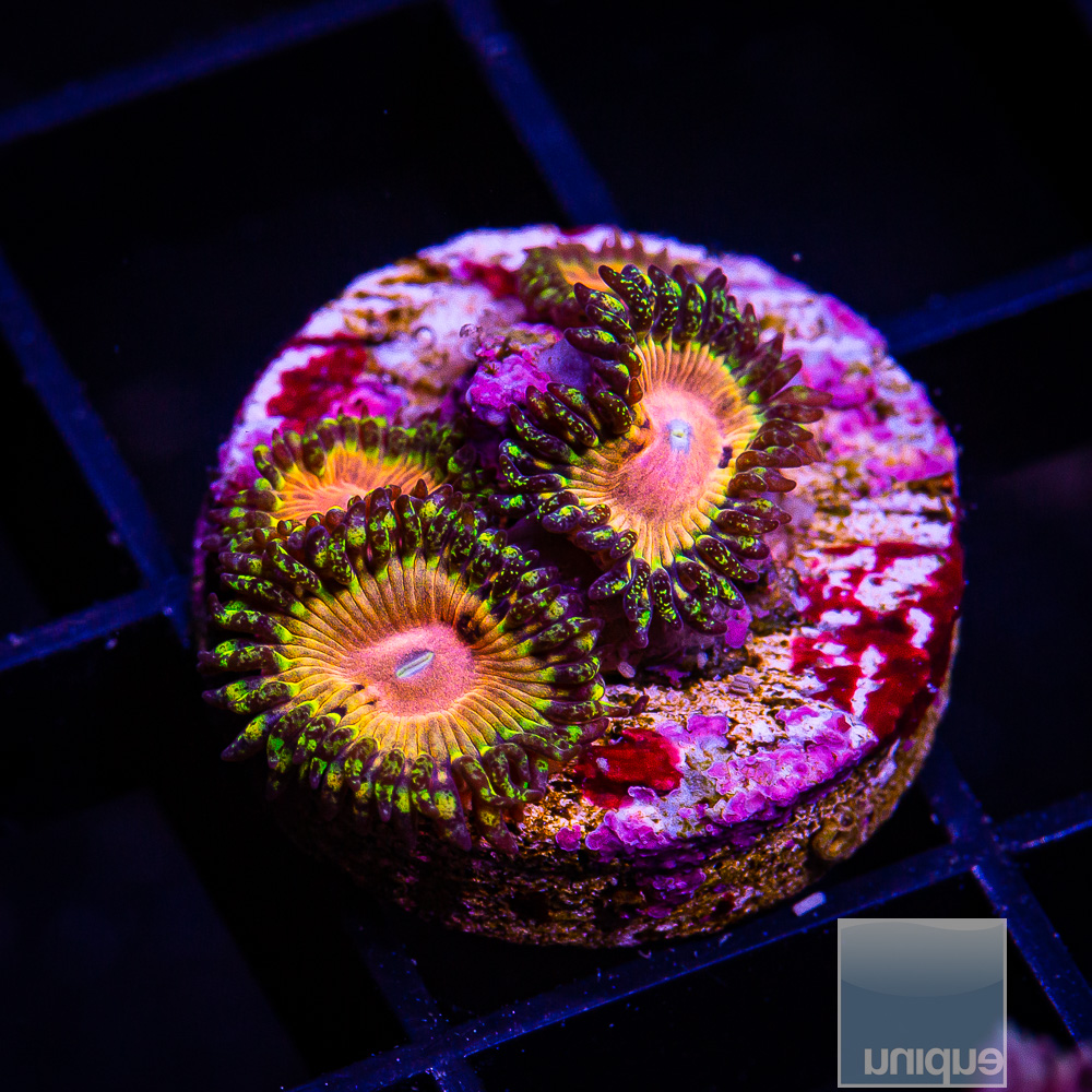 UC Fallen Icarus Zoanthid 179 65.JPG