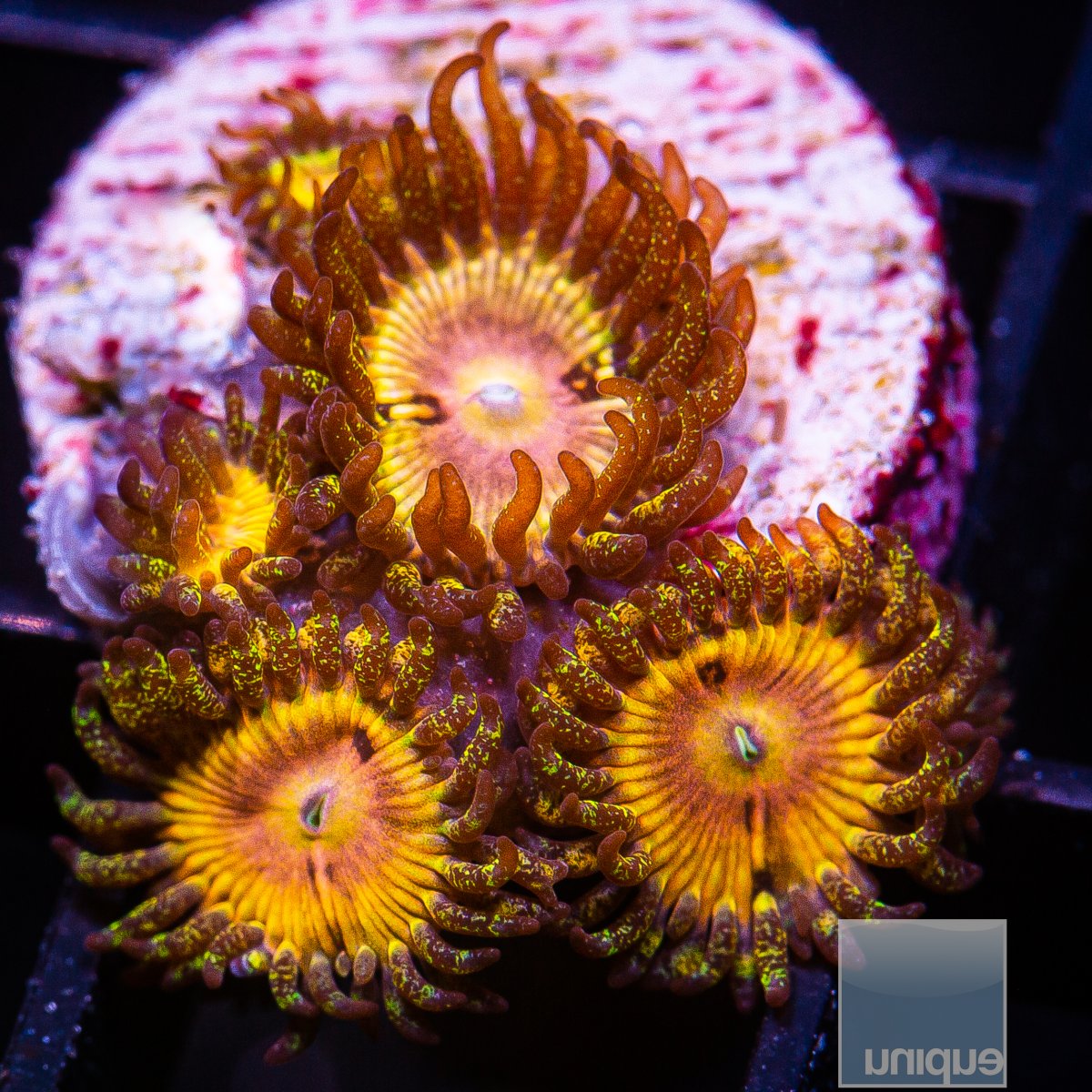 UC Fallen Icarus Zoanthid 199 112.JPG