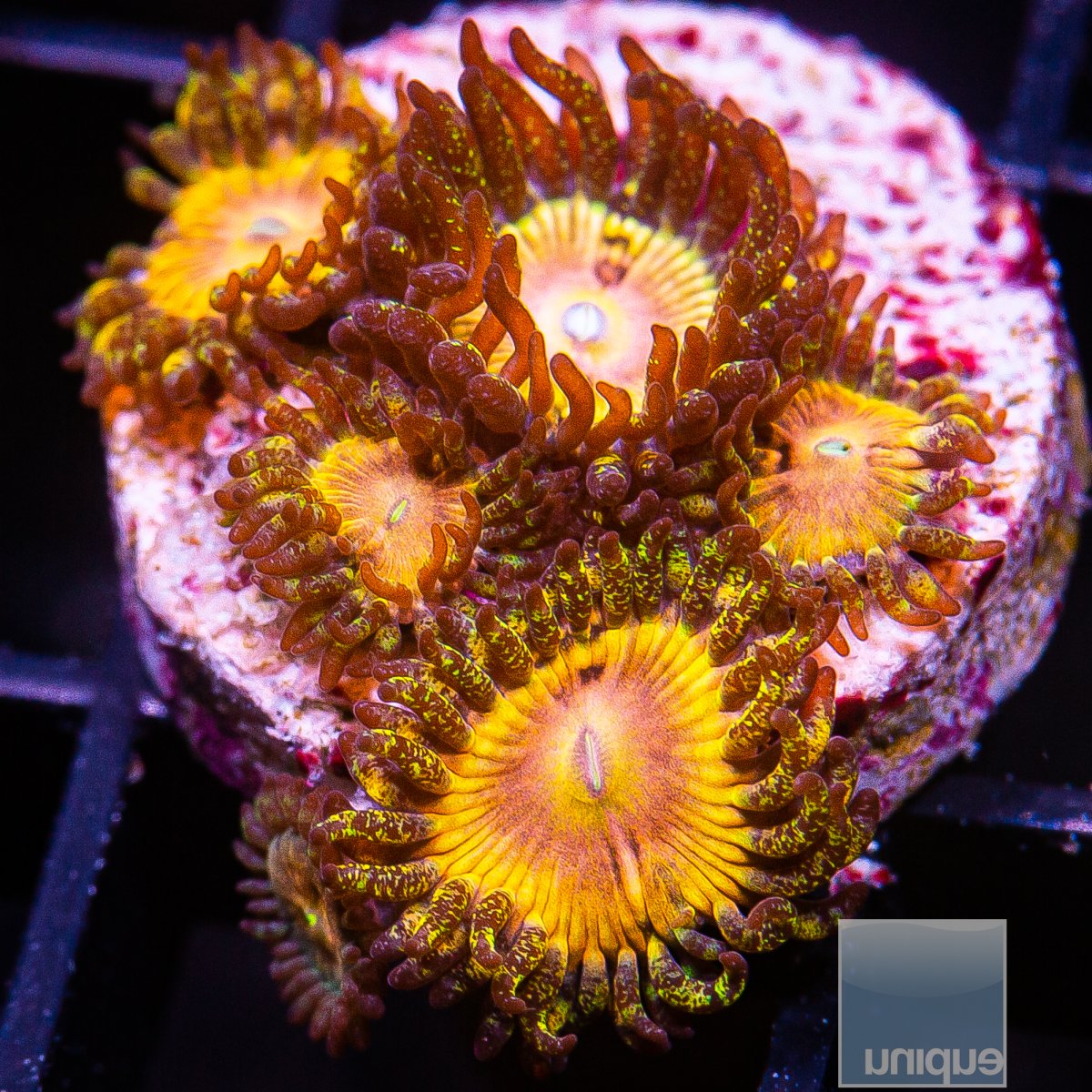 UC Fallen Icarus Zoanthid 199 116.JPG