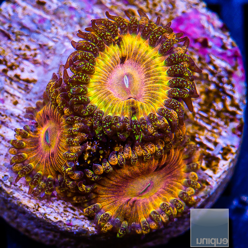 UC Fallen Icarus Zoanthid 219 115.JPG