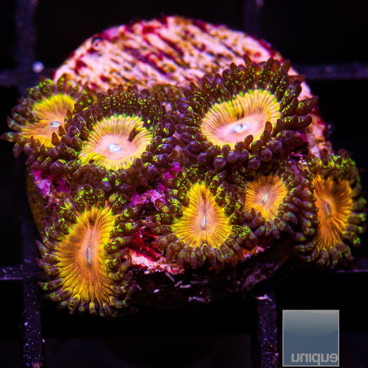 UC Fallen Icarus Zoanthid 279 160.JPG